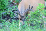 photo thumbnail #4