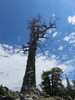 photo thumbnail #15