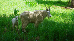 photo thumbnail #5