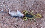 photo thumbnail #1