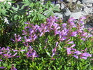 photo thumbnail #11