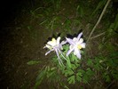 photo thumbnail #1