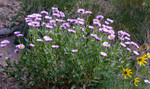 photo thumbnail #15