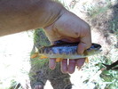 photo thumbnail #3