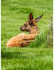 photo thumbnail #12