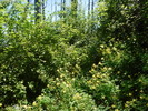 photo thumbnail #10