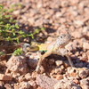photo thumbnail #2
