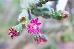 photo thumbnail #2