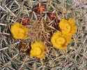 photo thumbnail #9