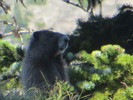 photo thumbnail #8