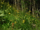 photo thumbnail #3