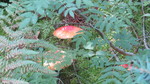 photo thumbnail #12