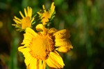 photo thumbnail #8