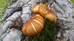 photo thumbnail #2