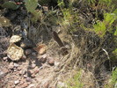 photo thumbnail #10
