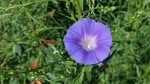 photo thumbnail #7
