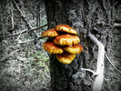 photo thumbnail #12