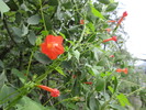 photo thumbnail #9