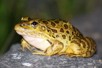 Featured Detail Photo