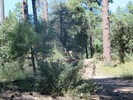 photo thumbnail #11