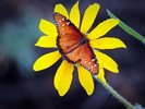 photo thumbnail #13