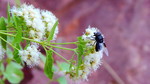 photo thumbnail #12