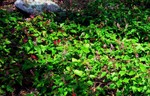 photo thumbnail #15