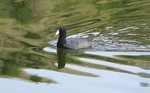 photo thumbnail #12