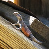 photo thumbnail #4