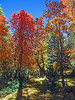 photo thumbnail #15
