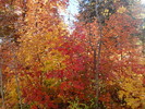 photo thumbnail #15