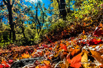 photo thumbnail #4