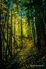 photo thumbnail #13