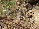 photo thumbnail #7