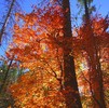 photo thumbnail #10