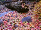 photo thumbnail #11