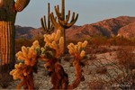 photo thumbnail #2