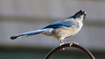photo thumbnail #8
