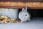 photo thumbnail #9
