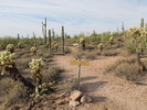 photo thumbnail #9