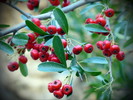 photo thumbnail #9