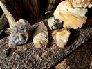 photo thumbnail #3