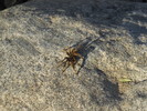 photo thumbnail #11