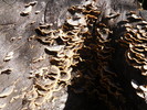 photo thumbnail #9