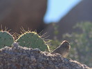 photo thumbnail #4