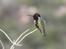 photo thumbnail #9
