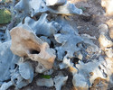 photo thumbnail #6