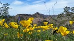 photo thumbnail #11