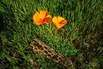 photo thumbnail #1