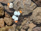 photo thumbnail #15